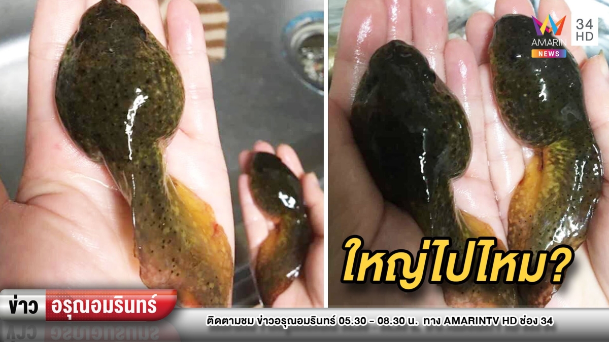 ฮือฮา! “ลูกอ๊อดยักษ์” ตัวโตเท่าฝ่ามือ-ทำคนเจอมีอึ้ง