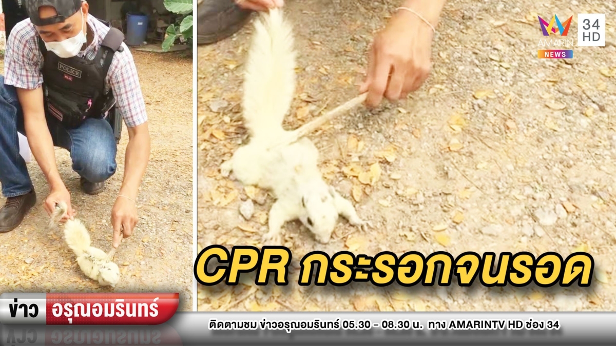 ชื่นชม! ตร.สุดเฟี้ยวซีพีอาร์ช่วย “กระรอกเผือก” โดนไฟช็อตจนรอด