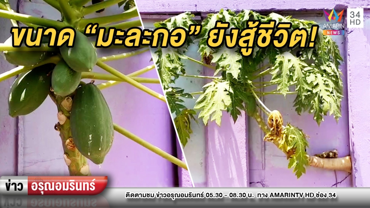 หากใครกำลังท้อหันมาดู “มะละกอสู้ชีวิต” ออกต้นจากกำแพง