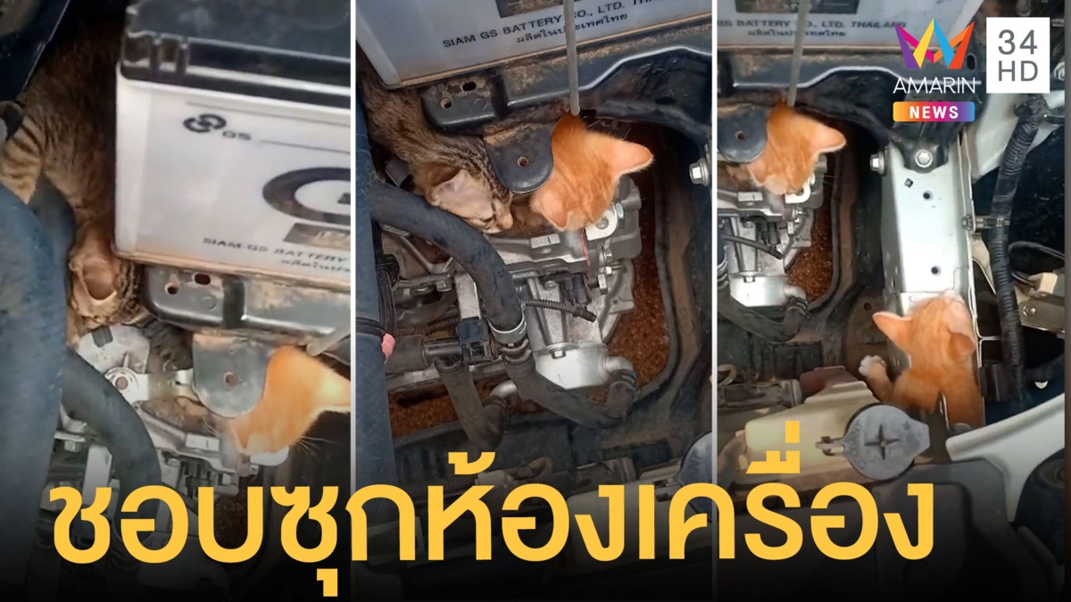 3 เหมียวแสนซน ชอบสุดๆซุกห้องเครื่องรถยนต์ ทำเจ้าของต้องตรวจทุกครั้งก่อนออกรถ