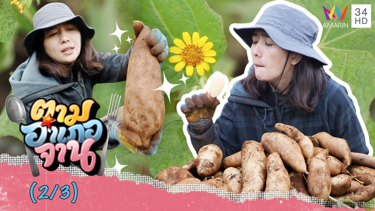 ตะลุยขุด 'บัวหิมะ' กินสดๆ ชื่นใจสุดๆ