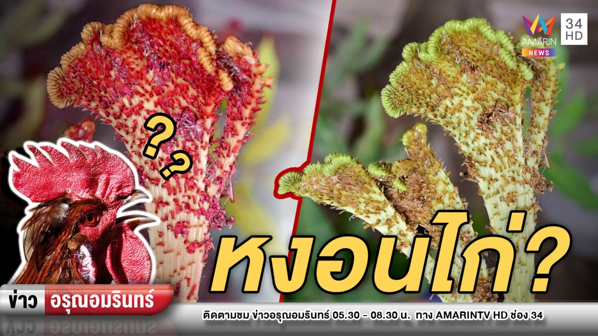 ฮือฮา! ช่อดอกมะม่วง คล้าย “หงอนไก่”
