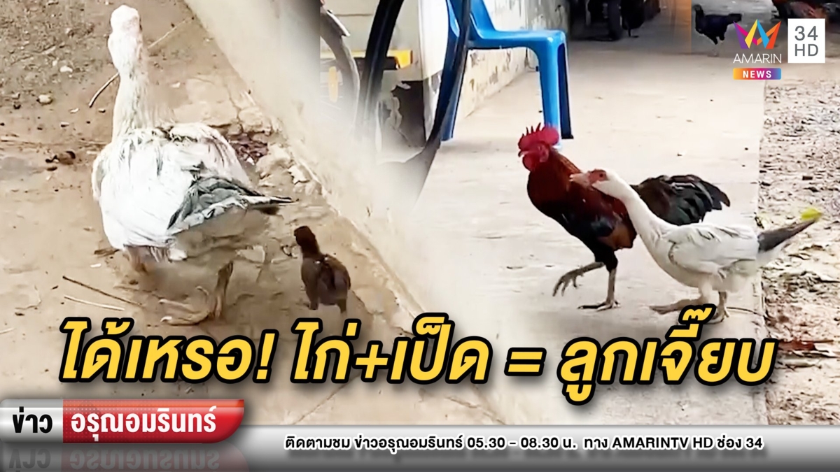รักข้ามสายพันธุ์  แม่เป็ด-ไอ้โต้ง ผสมพันธุ์ได้ลูกเจี๊ยบ