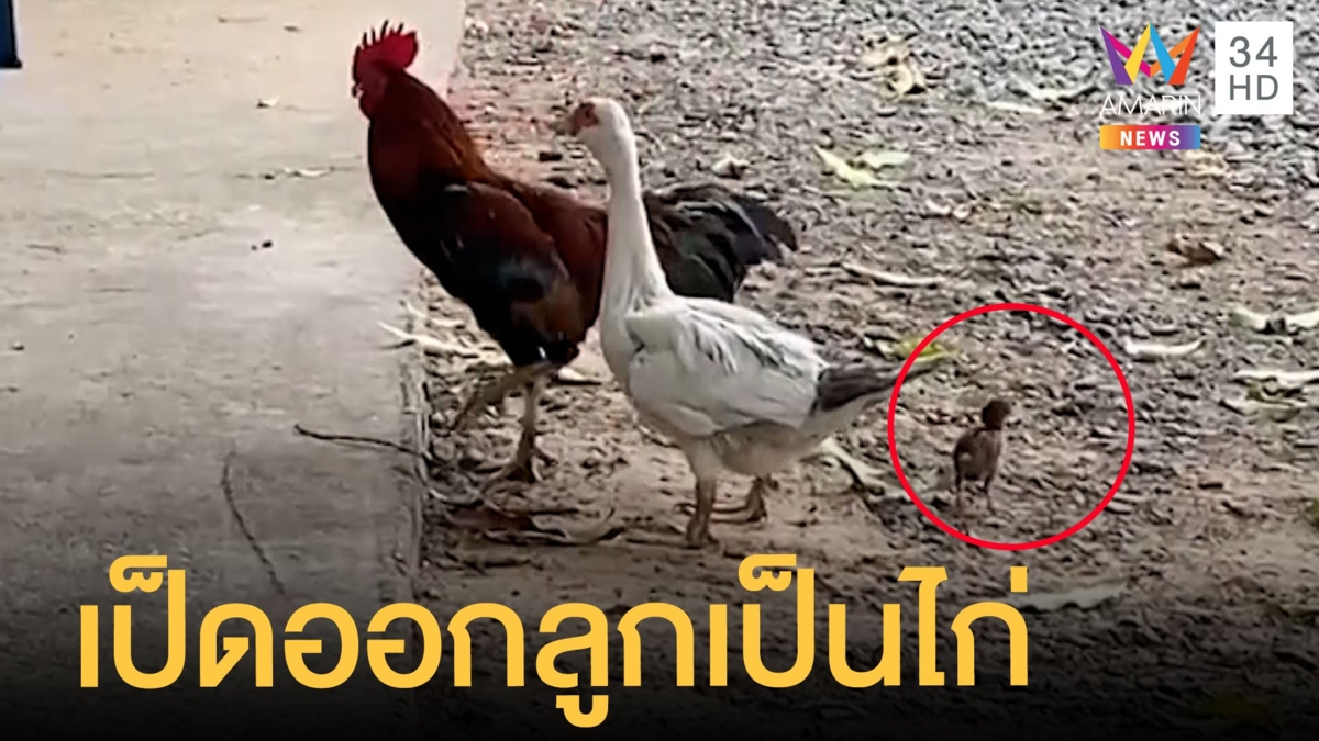 ไอ้โต้งแอบแซ่บแม่เป็ด ออกมาเป็นลูกเจี๊ยบเด็ก