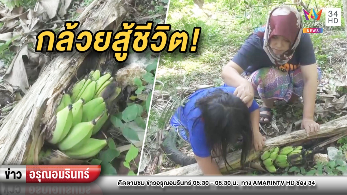 ชีวิตต้องสู้! กล้วยน้ำว้าล้มเหี่ยวเฉา แทงเครือออกลูกกลางลำต้น