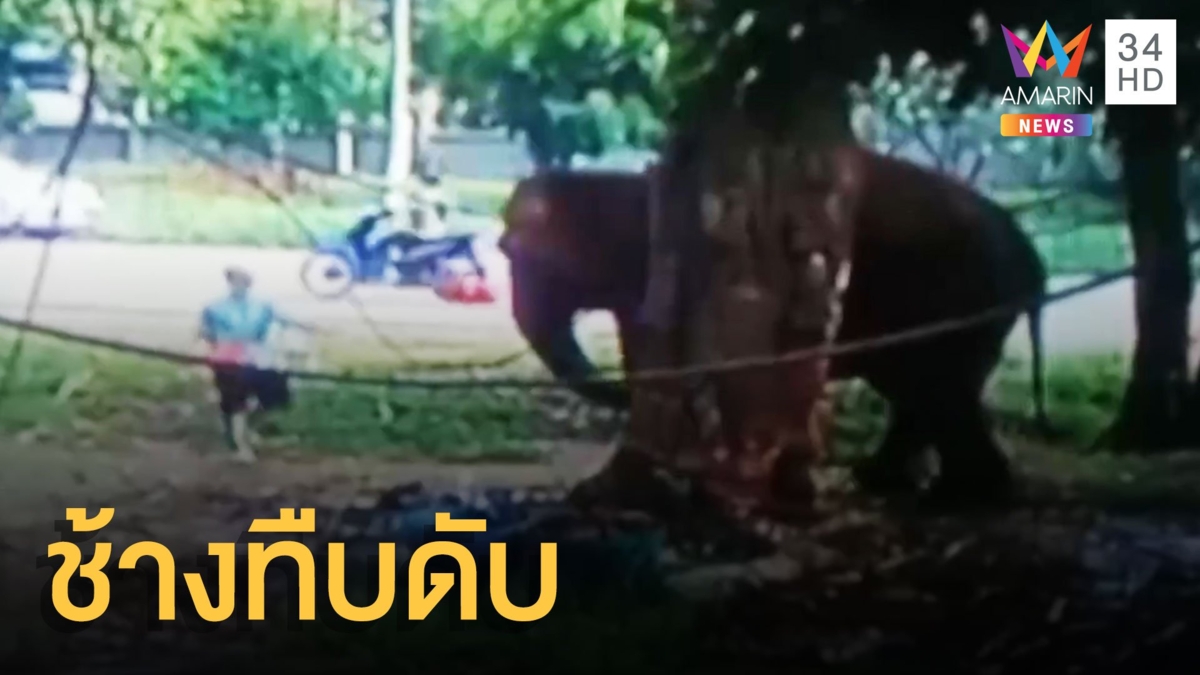 หนุ่มใหญ่ให้อาหารช้าง เจองวงสะบัดกระเด็นแถมทืบดับคาที่