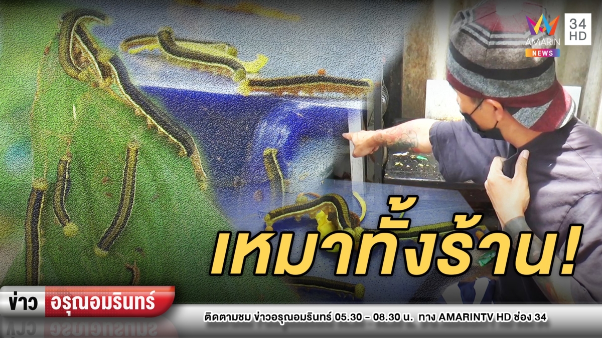 กองทัพหนอน! บุกร้านข้าวมันไก่