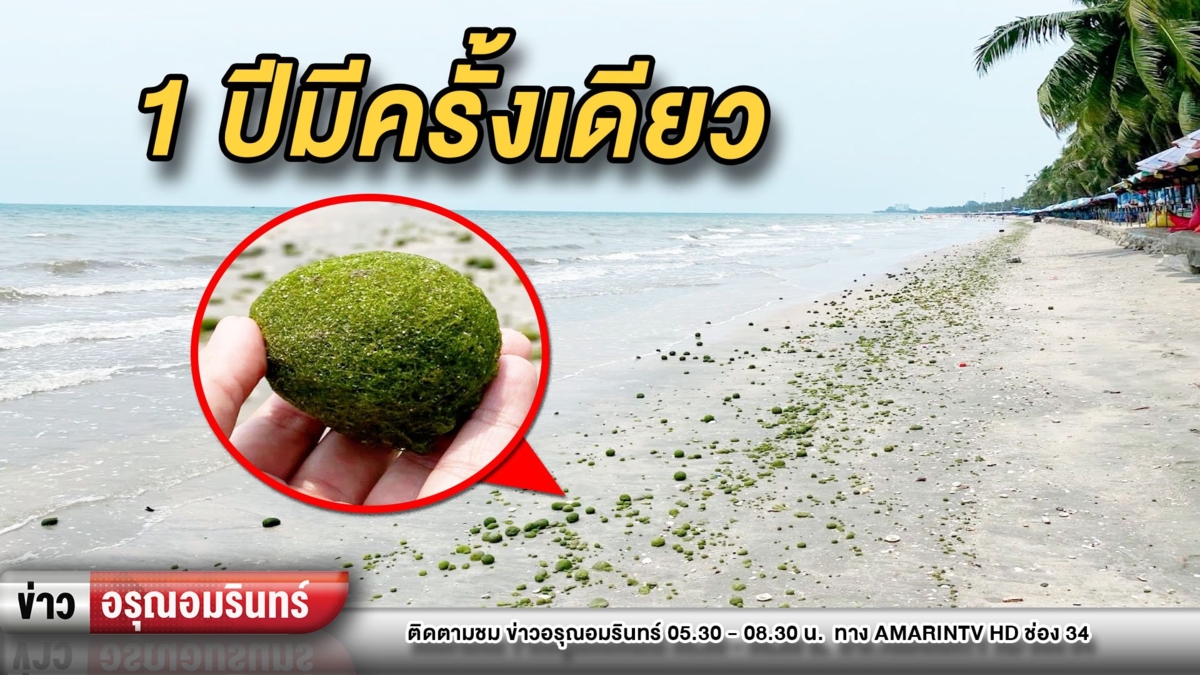 1 ปีมีครั้งเดียว! สาหร่ายประหลาดโผล่ชายหาดบางแสน เชื่อนำโชค