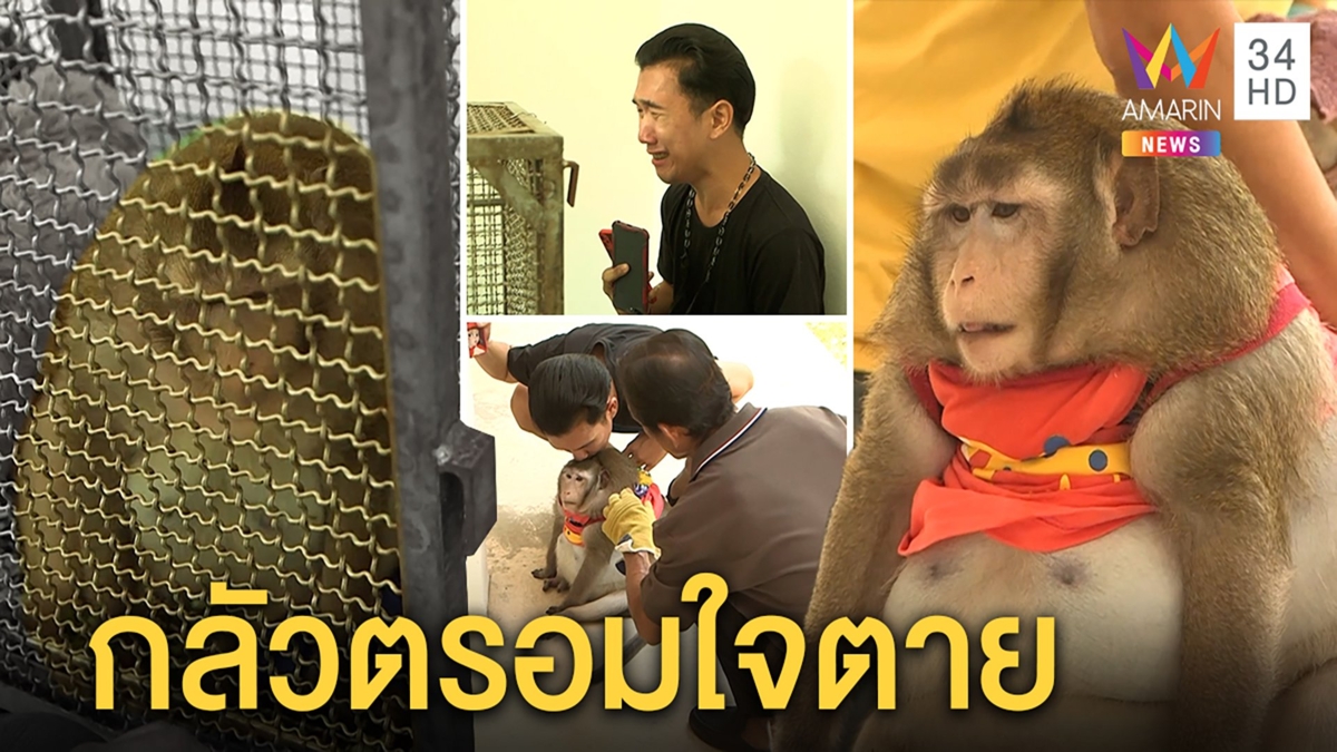 เจ้าของปล่อยโฮ“ก็อตซิลลา”ลิงอ้วนถูงขังกรงหวั่นตรอมใจหมดหวังได้กลับบ้าน