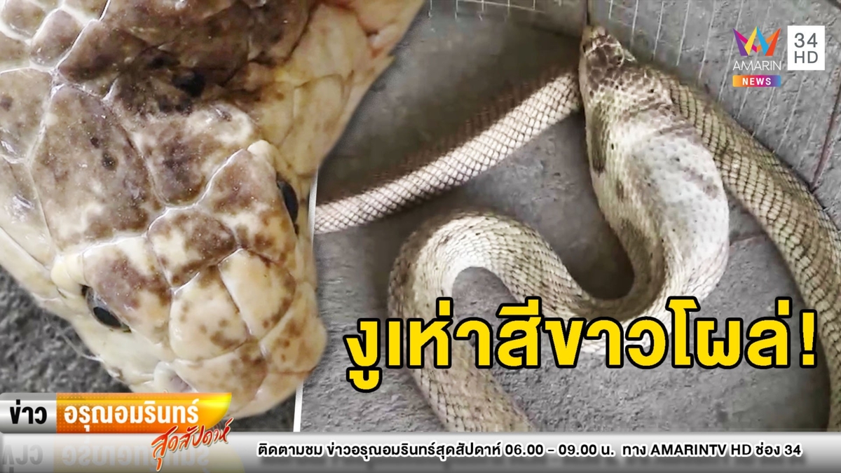 “งูเห่าสีขาว” โผล่ตรงเวลา นักเสี่ยงโชคไม่พลาดขอเลขเด็ด