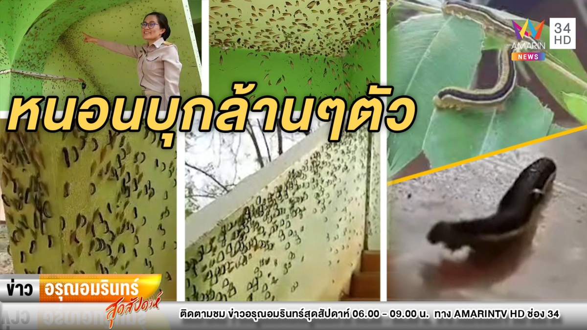 ขนลุก! กองทัพหนอนนับล้านตัวบุกโรงเรียน เด็กๆถึงกับผวา