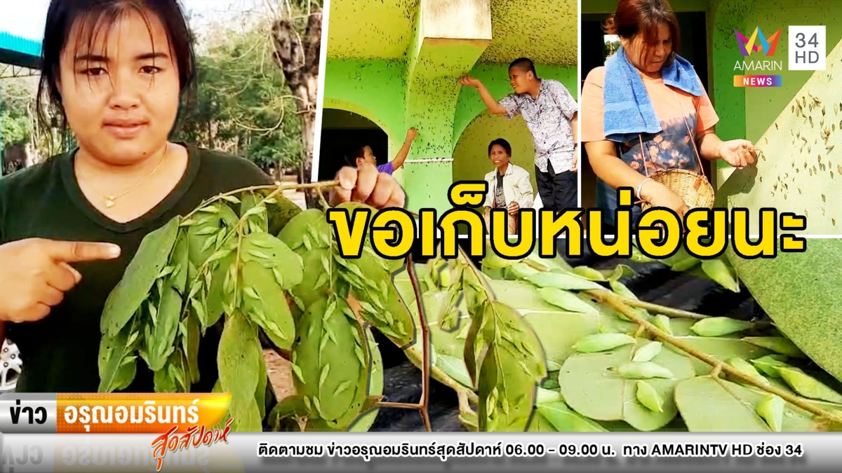 แห่เก็บ “ดักแด้” หลังบุกโรงเรียนอื้อ เผยหากินยาก-รสชาติแซ่บ