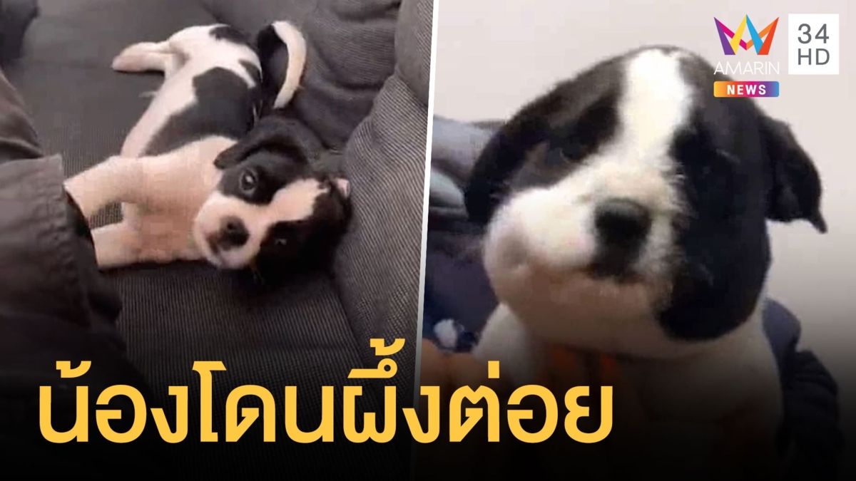 น้องหมาไล่กัดผึ้งสุดท้ายหน้าบวมกลายเป็นหมีแพนด้า