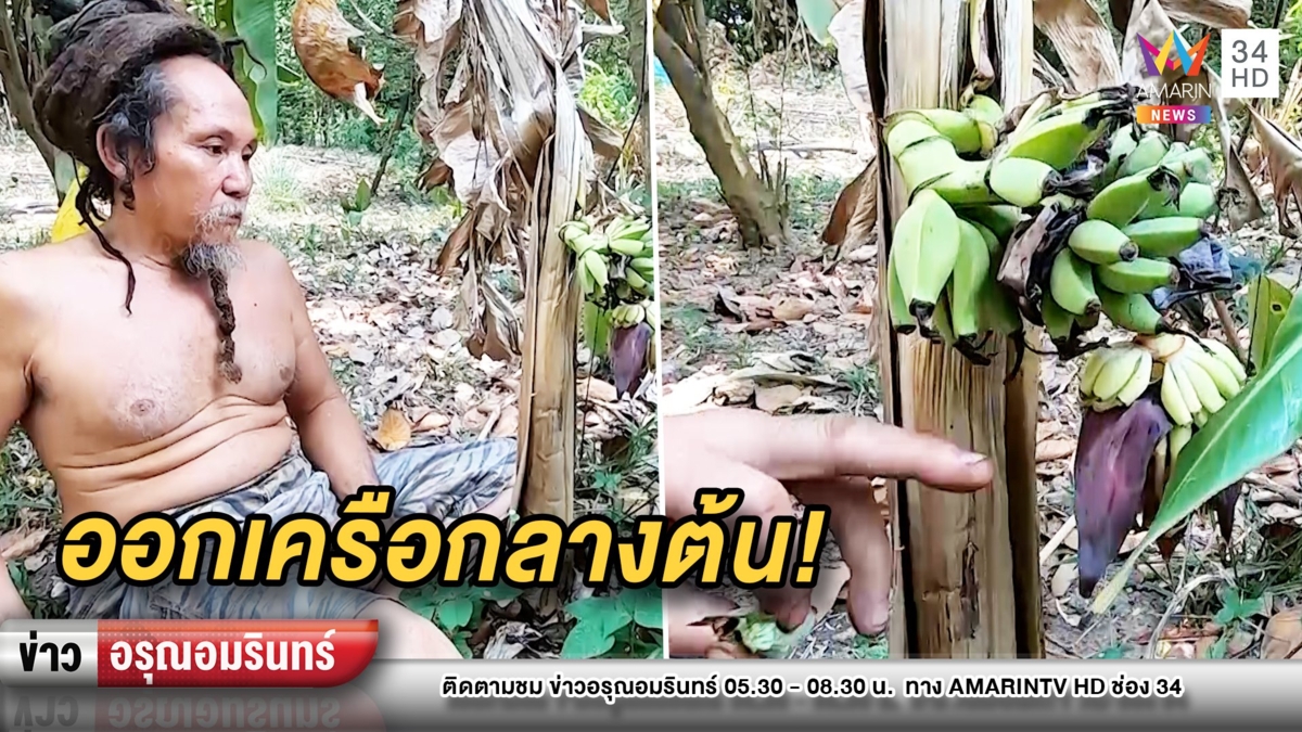 กล้วยประหลาดออกเครือกลางลำต้นบ้านฤๅษี นับลูกส่องเลขเด็ด