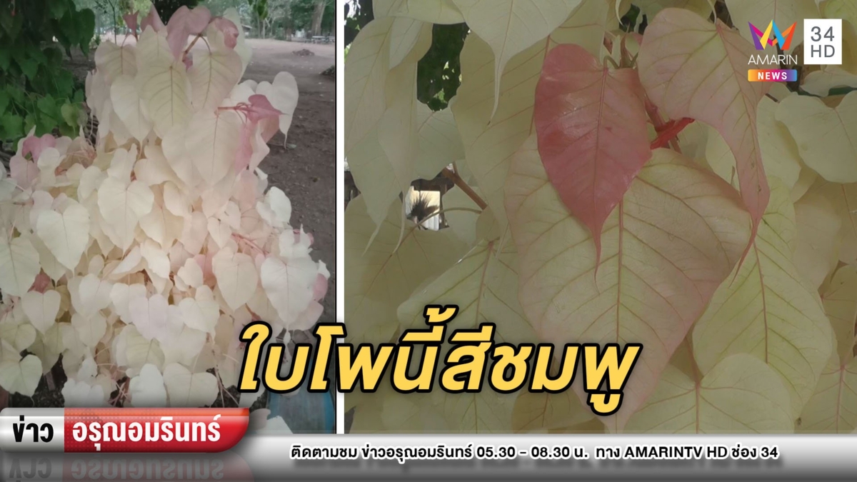 สุดแปลก! “ต้นโพ” ใบชมพูขาว ไม่เปลี่ยนสีมานาน 16 ปี