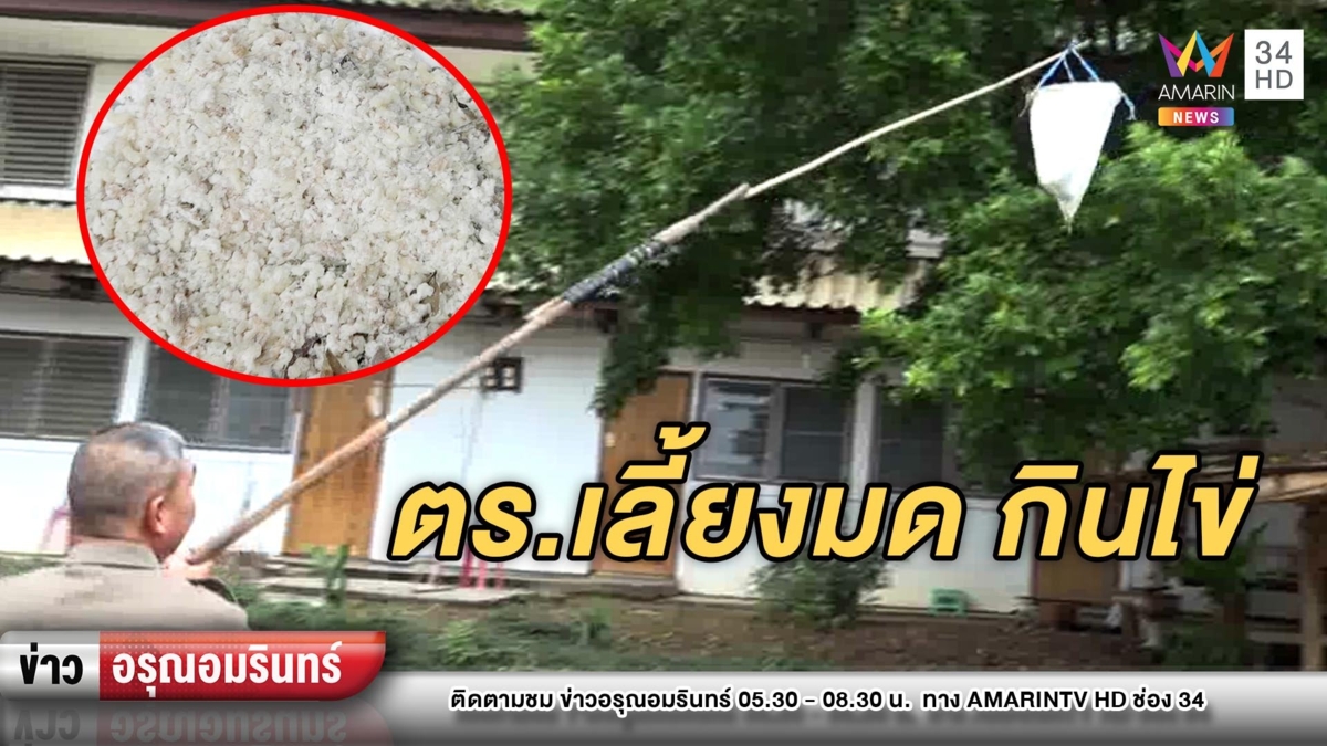 ฮือฮา! ตร.พันธุ์ดีเลี้ยงมดแดงไว้กินไข่ แถมไอเดียใหม่เลี้ยงจิ้งหรีดเพิ่ม