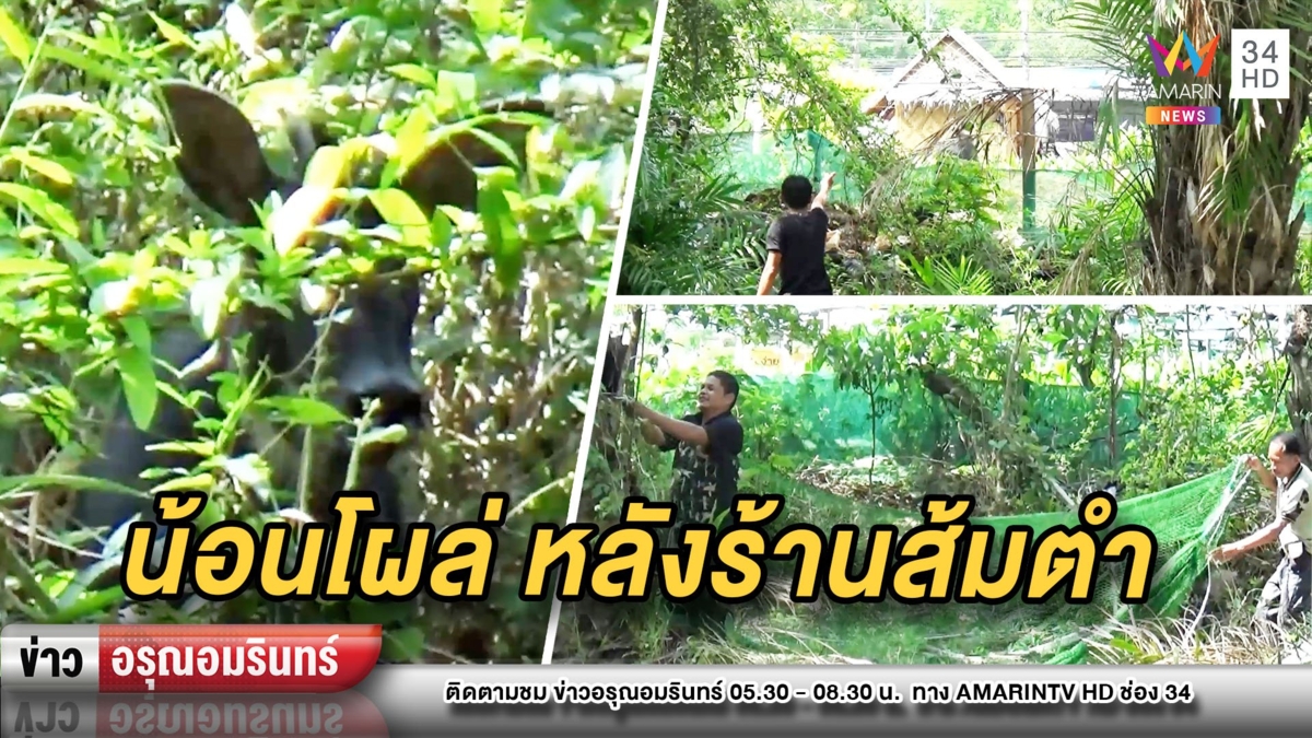 จับ “เลียงผา” หลงลงจากภูเขา เข้าสวนปาล์ม หลังร้านส้มตำ