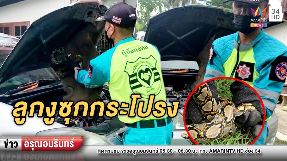 สาวกรี๊ด! “ลูกงูเหลือม” หนีพายุฝนหลบใต้กระโปรงรถเก๋ง