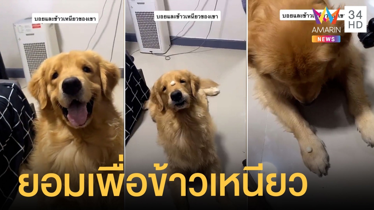 กู๊ดบอย เจ้าตูบขี้อ้อน ยอมทำทุกอย่างเพื่อจะได้กินข้าวเหนียว