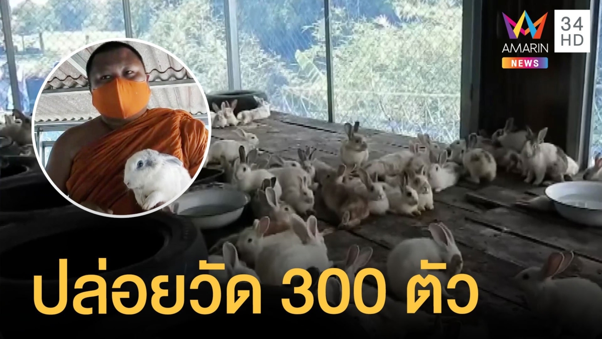 เจ้าของฟาร์มโทรหาพระเอากระต่ายไปปล่อยวัด 300 ตัว