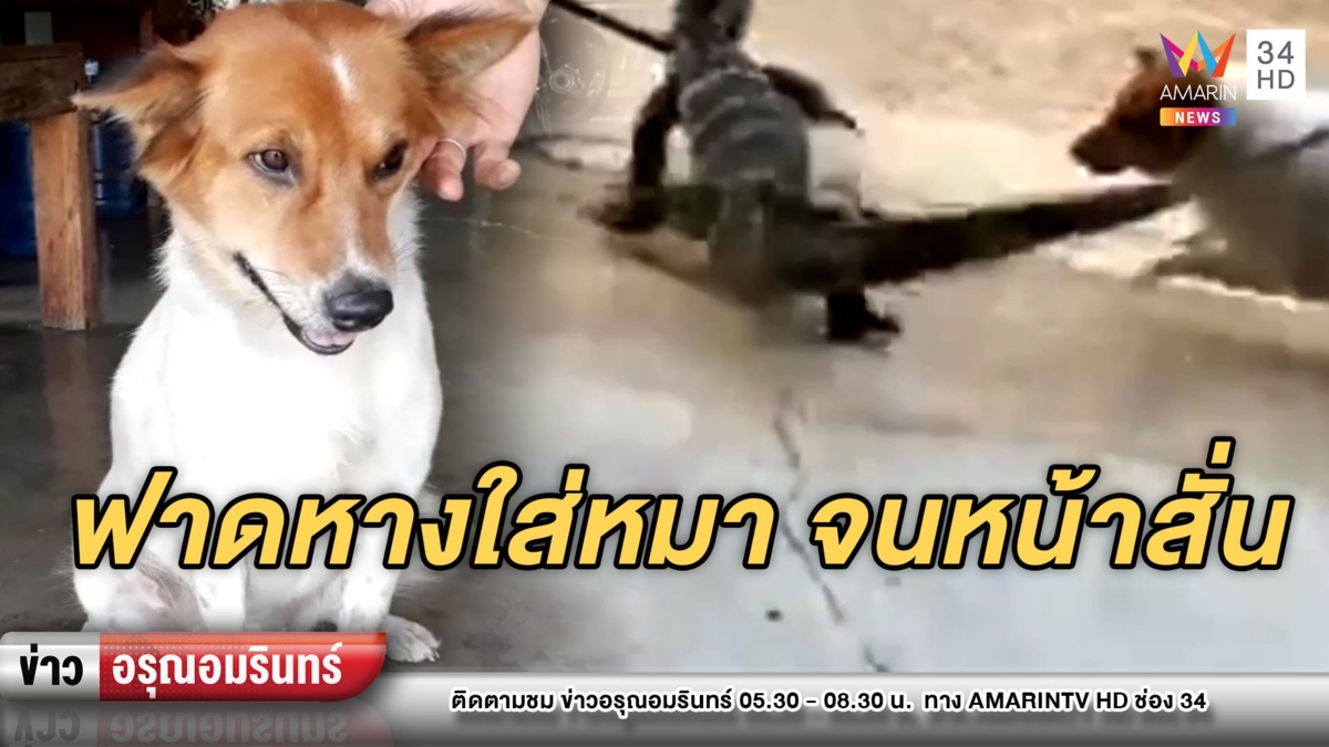 นึกว่าจระเข้! ที่แท้เป็น “ตัวเหี้ย” แสบจัดฟาดหางใส่หมาจนหน้าสั่น