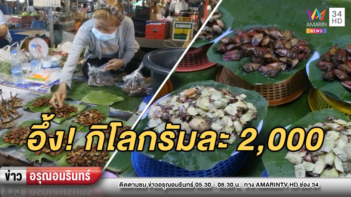 ตะลึง! “แมงแคง” ราคาพุ่งแตะกิโลฯ 2,000 ของดีใน 1 ปีมีครั้งเดียว