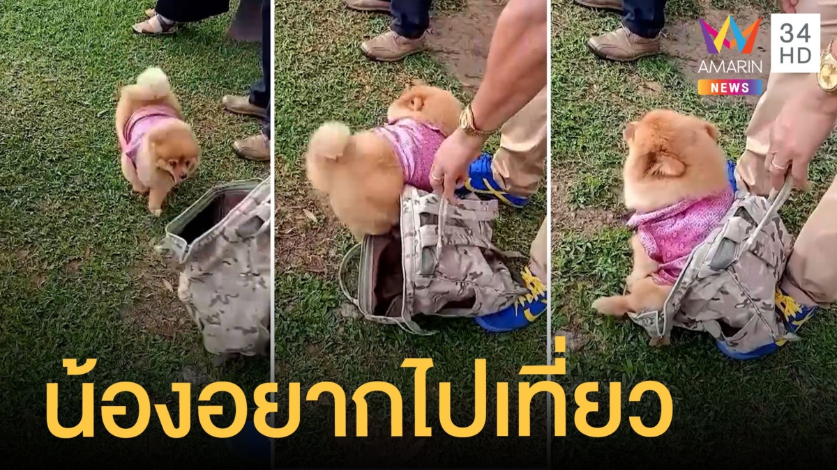 หมาปอมแสนรู้จะได้ไปเที่ยว วิ่งเข้ากระเป๋าเอง