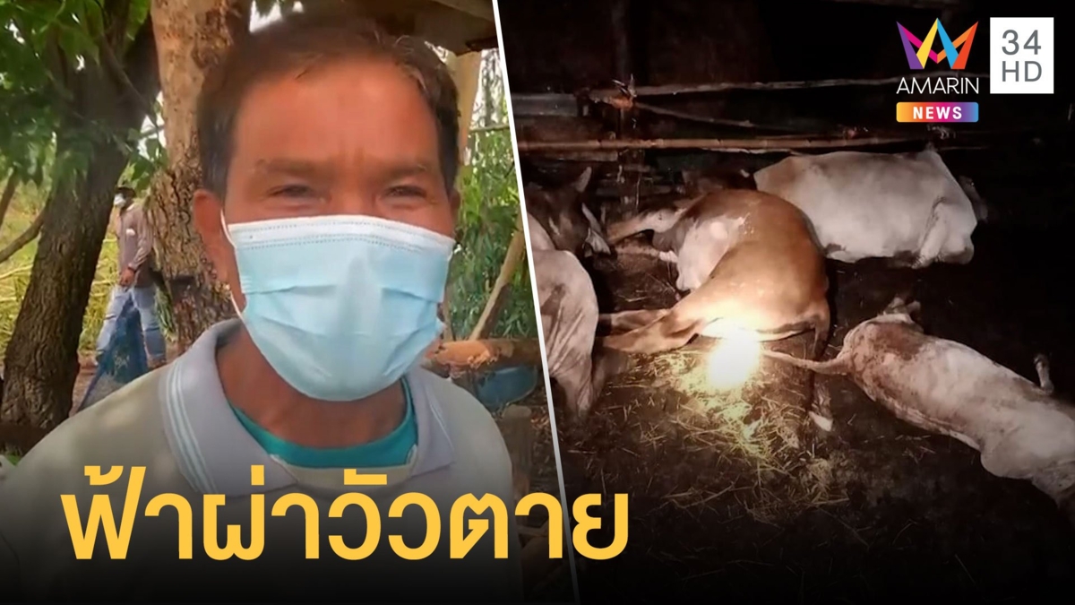 ฟ้าผ่าวัวตาย 4 ตัว เจ้าของเครียดหาเงินใช้หนี้