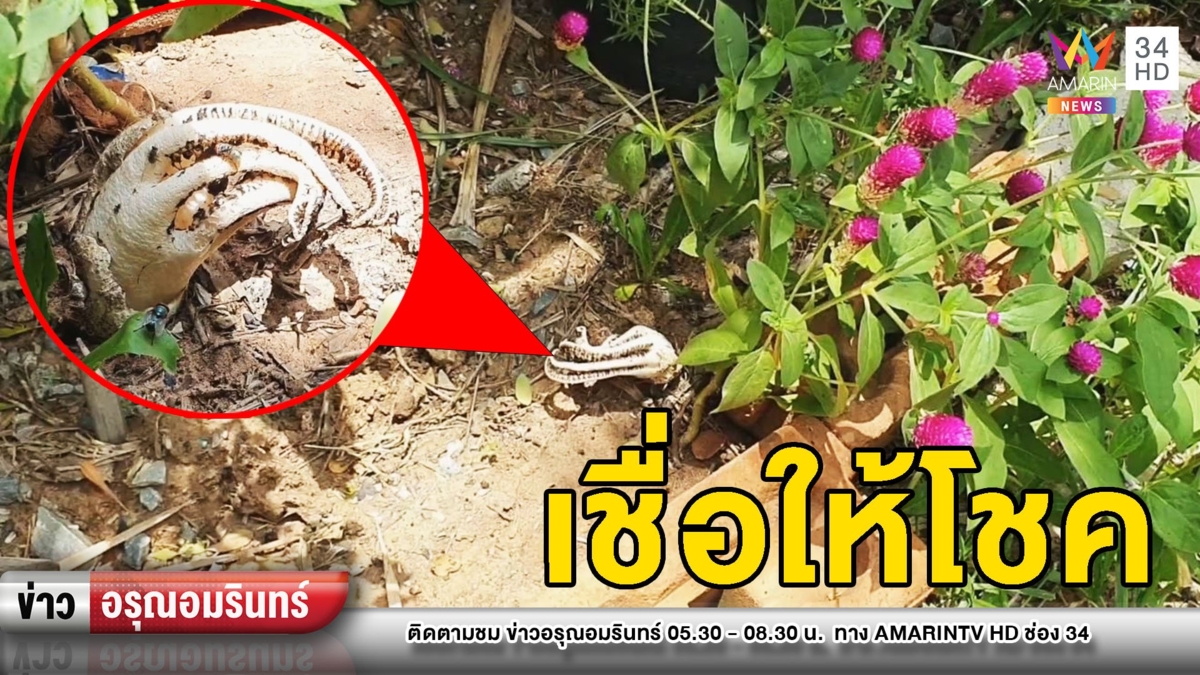 ตะลึง! “เห็ดมือผี” หายาก โผล่ใกล้ศาลพระภูมิ