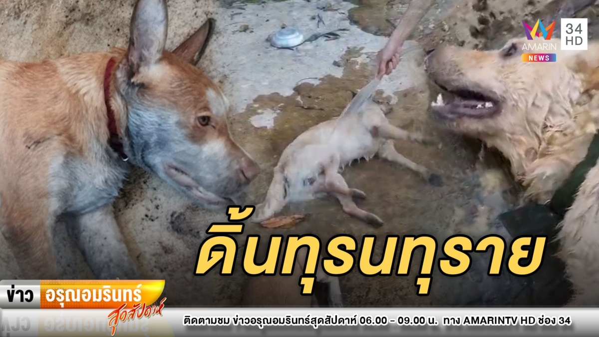 สลด! สุนัขถูกวางยาเบื่อชักเกลื่อน
