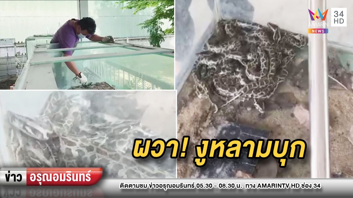 ผวา! ลูกงูหลาม 23 ตัว ซุกโรงงานเก่า คาดมีมากกว่านี้