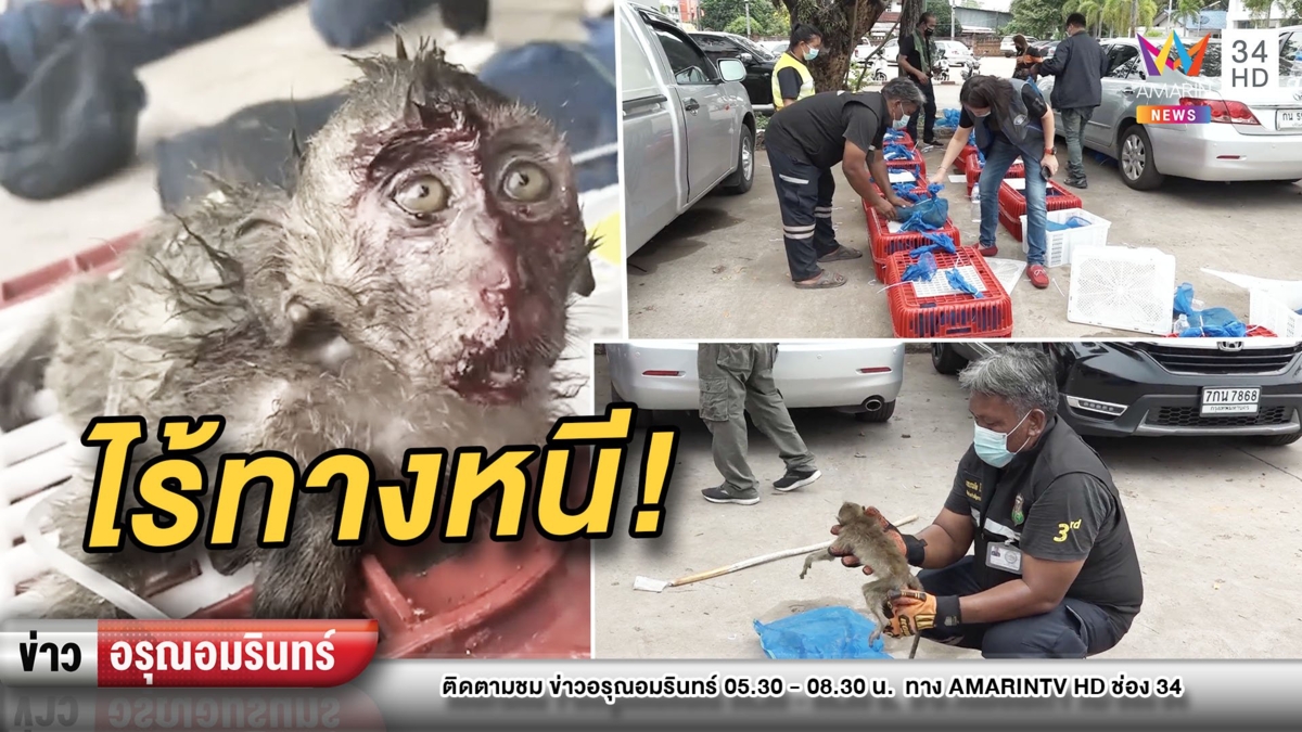 หดหู่! ยึดลิงแสมกว่า 100 ตัว ส่งชายแดน คาด “เปิบพิสดาร”