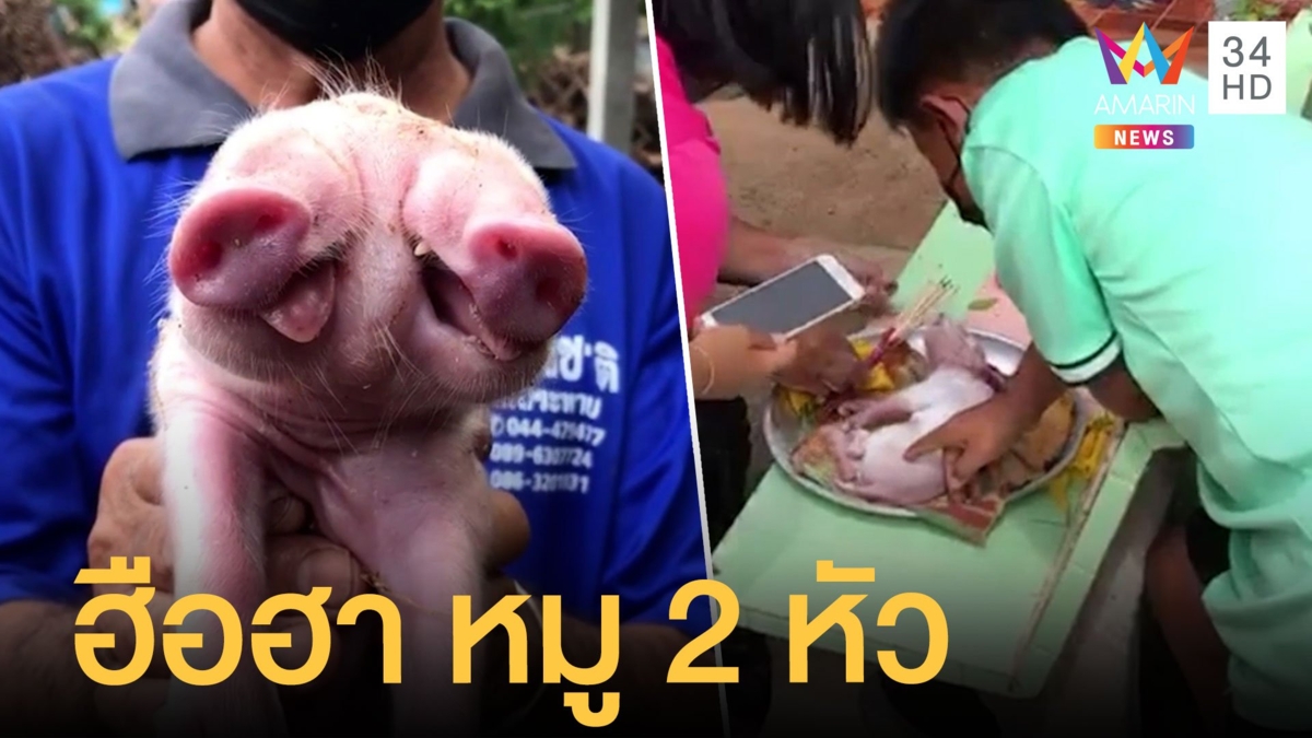 แม่หมูคลอดลูก 7 ตัว ลูกหมูตัวนึงมีสองหัว
