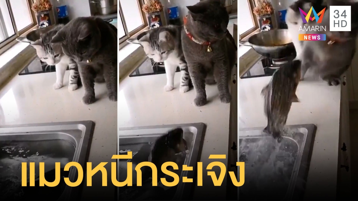 แมวนั่งดูปลาเจอกระโดดใส่วิ่งกระเจิง