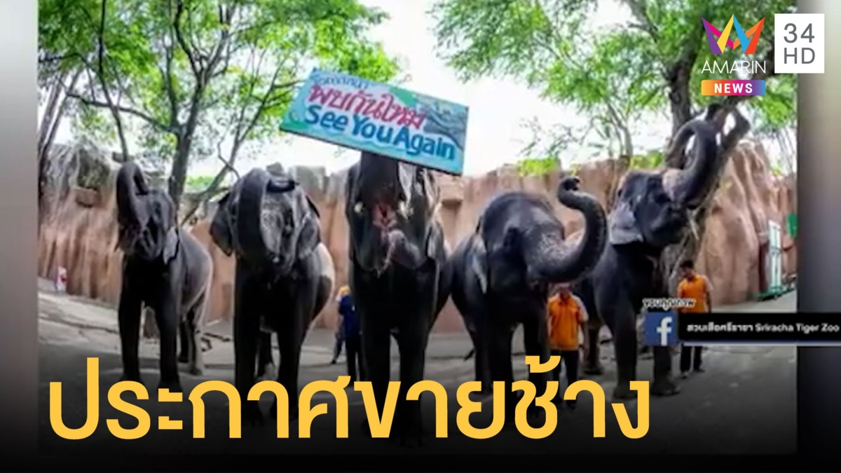 สวนเสือศรีราชาประกาศขายช้าง 11 เชือก ตัวละ 3 ล้าน