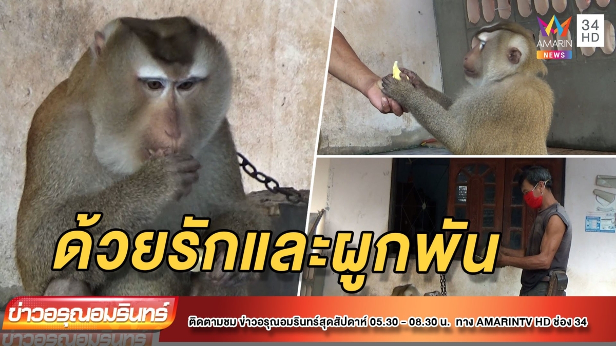 เพราะใจรัก! ป้อนลิงกินทุเรียนถึงแพงก็ซื้อให้