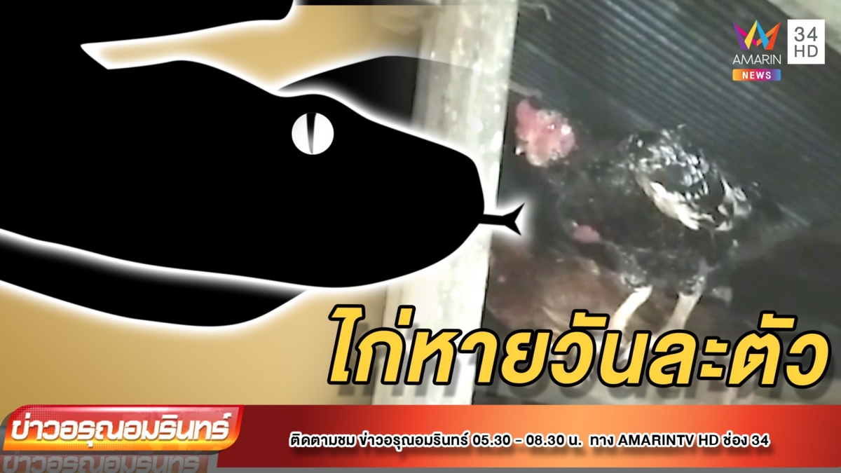 งูเหลือม “ตะกละ” บุกกินไก่ทุกวัน นับ 10 ตัว