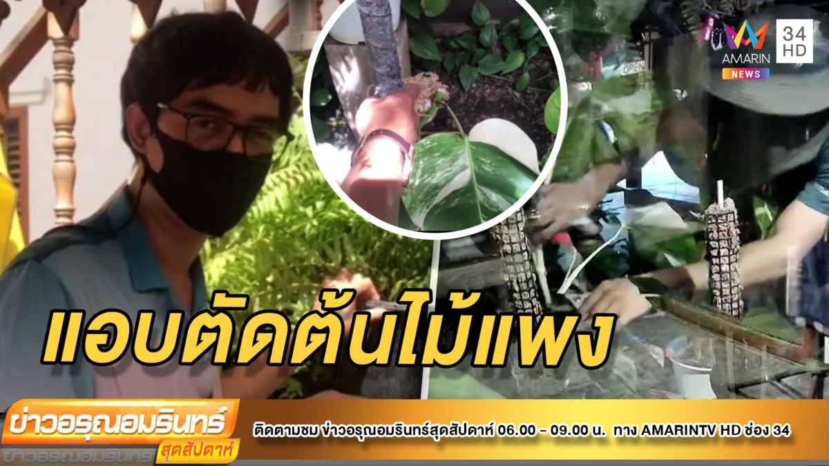 โจรแสบแอบย่องตัดยอดมอนสเตอร่าใบด่างราคาหลายหมื่นหนีลอยนวล