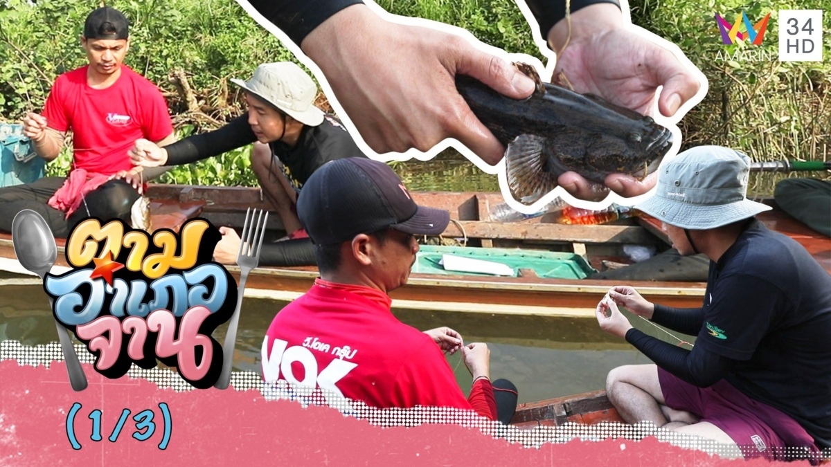 วางเบ็ดราว ล่าปลาบู่ จ.สุราษฎร์ธานี