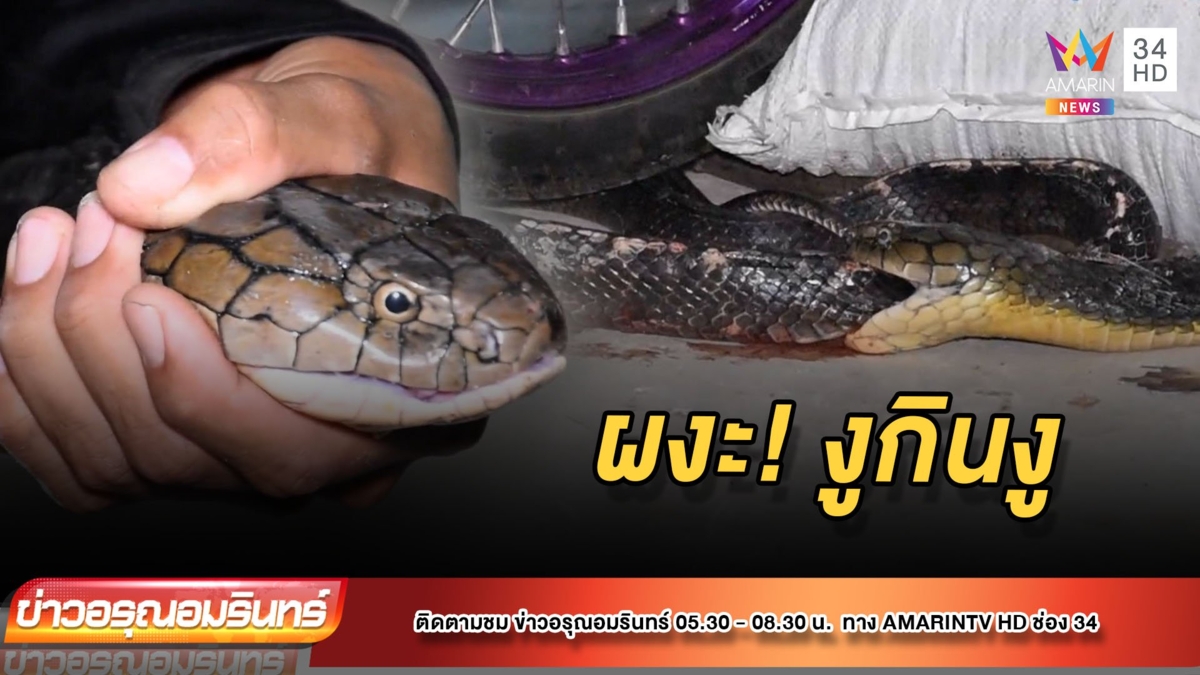 ผงะ! งูจงอางกินงูสิงในบ้าน