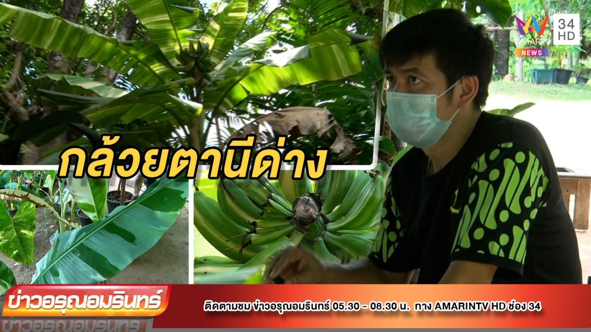 ทึ่ง! พบ “กล้วยตานี” ด่างตั้งแต่ใบจนถึงลูก ราคาดีเกินครึ่งหมื่น