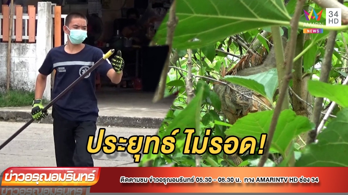 ไล่จับ “ประยุทธ์” กิ้งก่ายักษ์