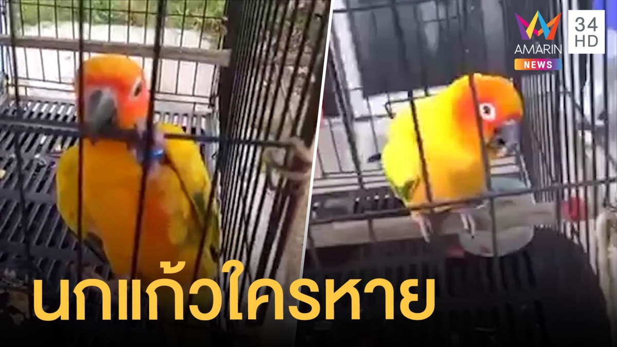 นกแก้วซันคอนัวร์บินเกาะหลัง รปภ. พาไปแจ้งความหาเจ้าของ