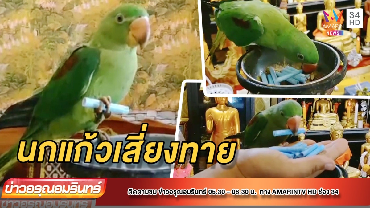 "เจ้าแก้วเงิน" นกแก้วนักเสี่ยงทาย ให้โชค