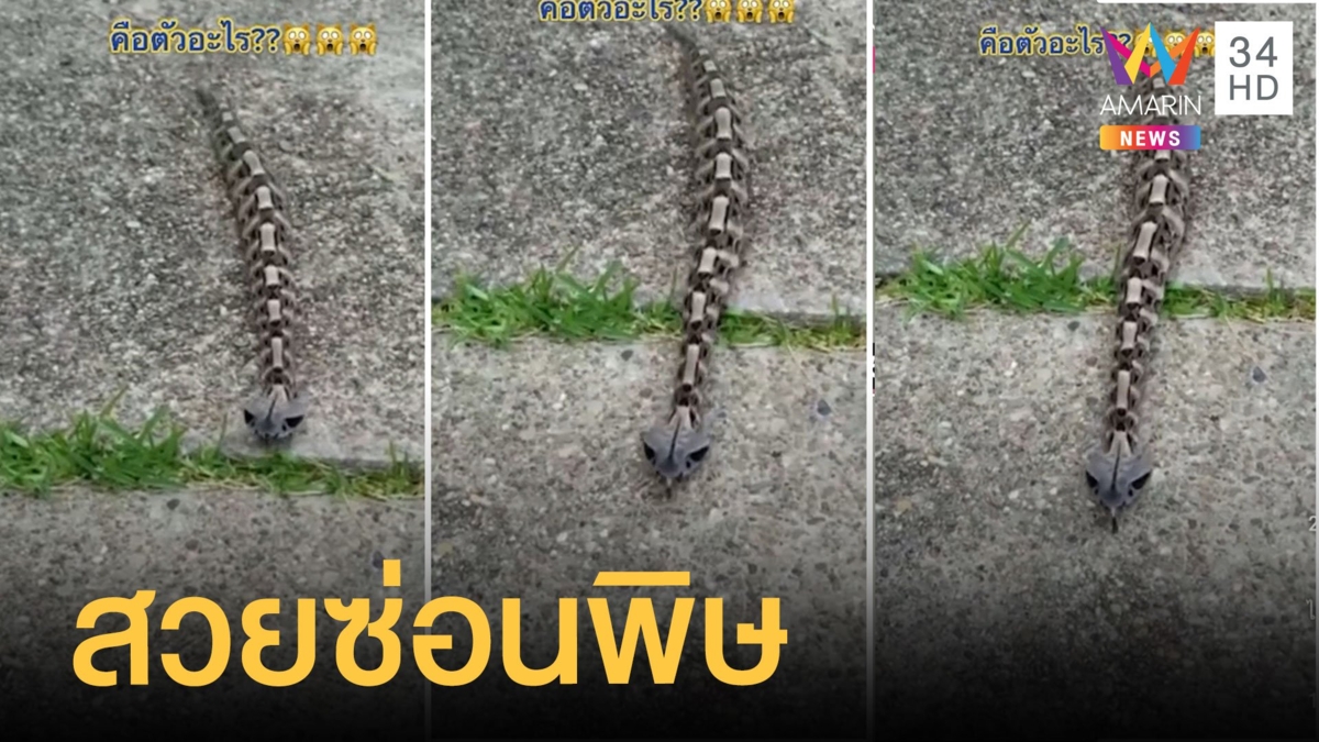 งูกาบูน งูมีพิษถูกกัดต้องตัดเนื้อทิ้ง