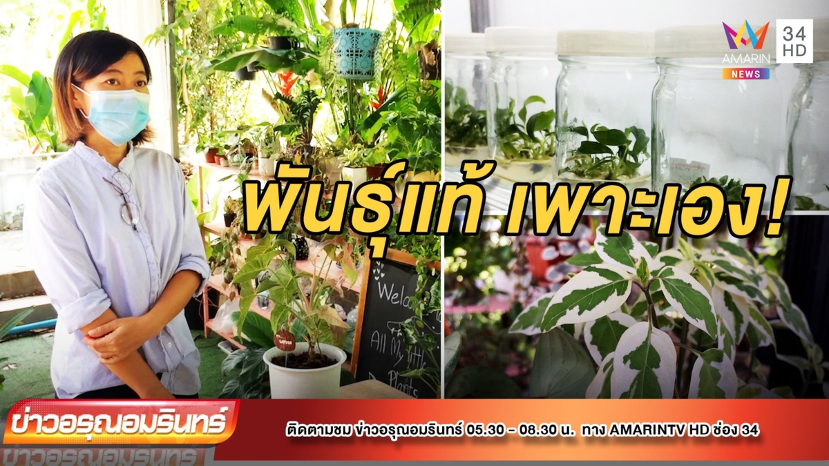 สวนกระแสโควิด-19 สาวเพาะไม้ด่างขายดี