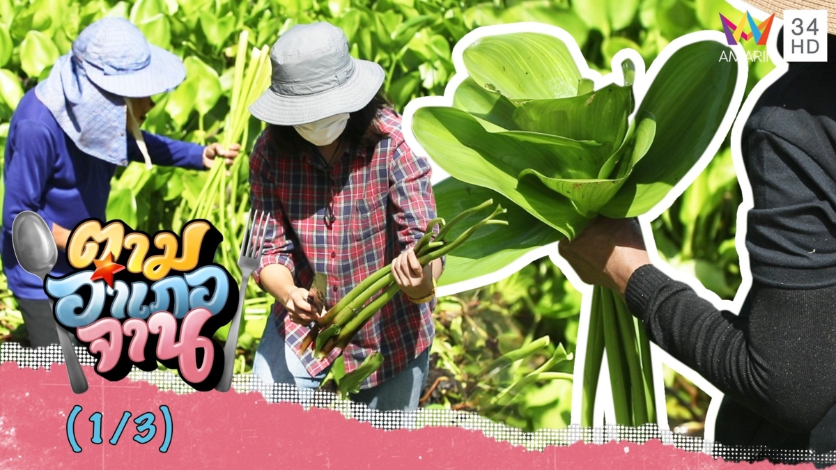 ลุยเก็บผักตบชวา จ.พระนครศรีอยุธยา