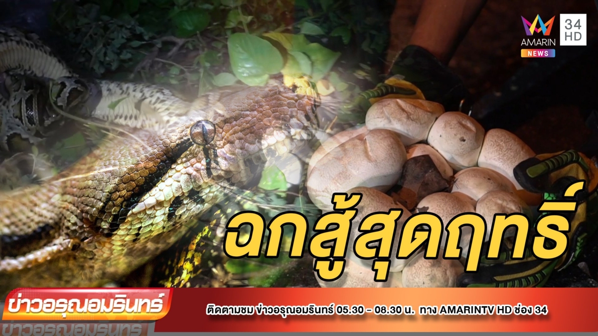 แม่งูเหลือมหวงไข่ สู้กู้ภัยไม่หยุด