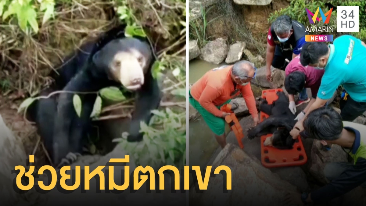 หมีตัวหญ่ใหญ่ตกเขาเจ็บสะโพกไปไหนไม่ได้