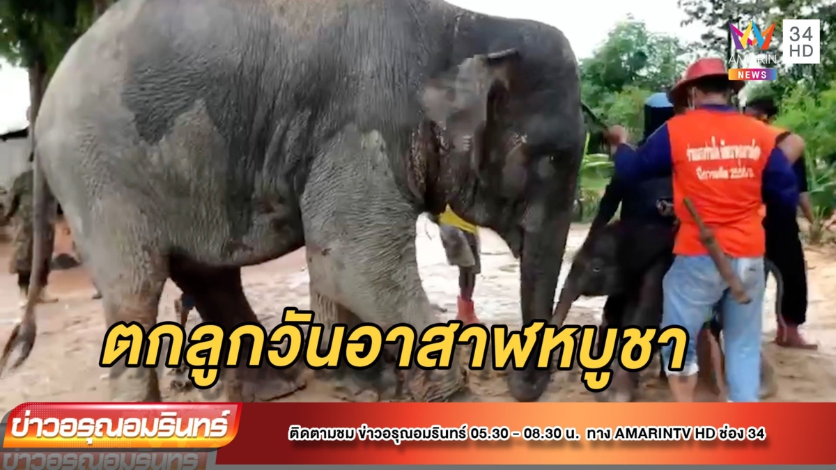 เจ้าของเฮ! ช้างสาววัย 15 ปี ตกลูกในวันอาสาฬหบูชา